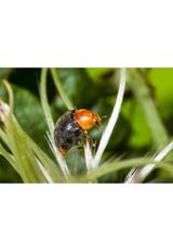 25 coccinelles anti cochenilles thumbnail