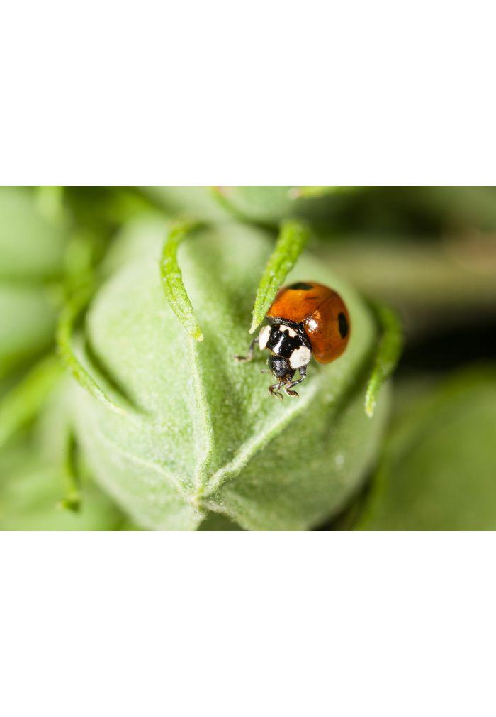 20 coccinelles adultes anti-pucerons - Coccifly thumbnail
