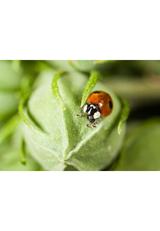 20 coccinelles adultes anti-pucerons - Coccifly thumbnail