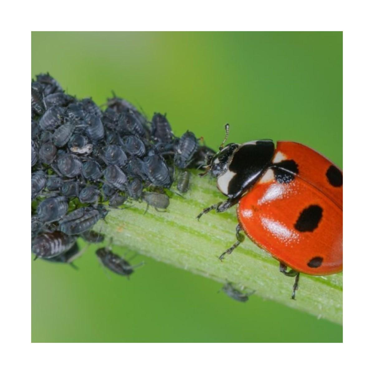 20 coccinelles adultes anti-pucerons - Coccifly thumbnail