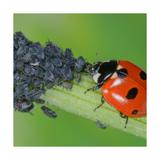 20 coccinelles adultes anti-pucerons - Coccifly thumbnail