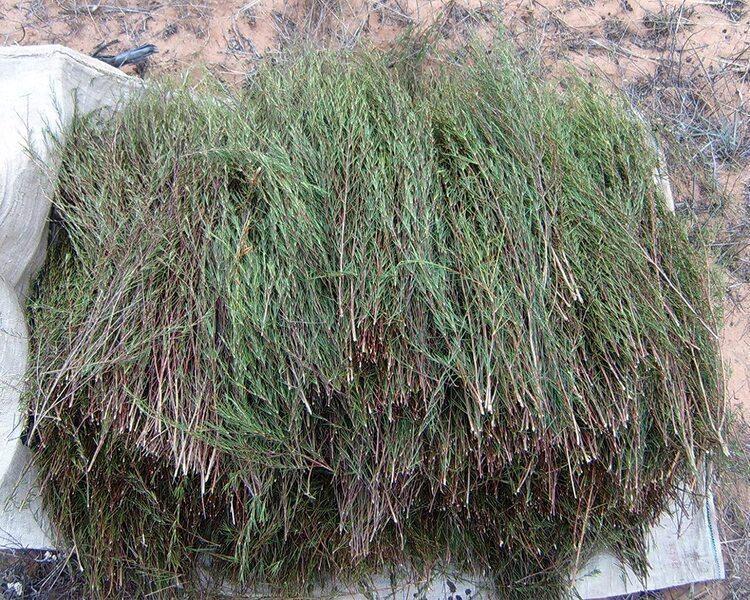 Rooibos Nature Bio 1 kg thumbnail
