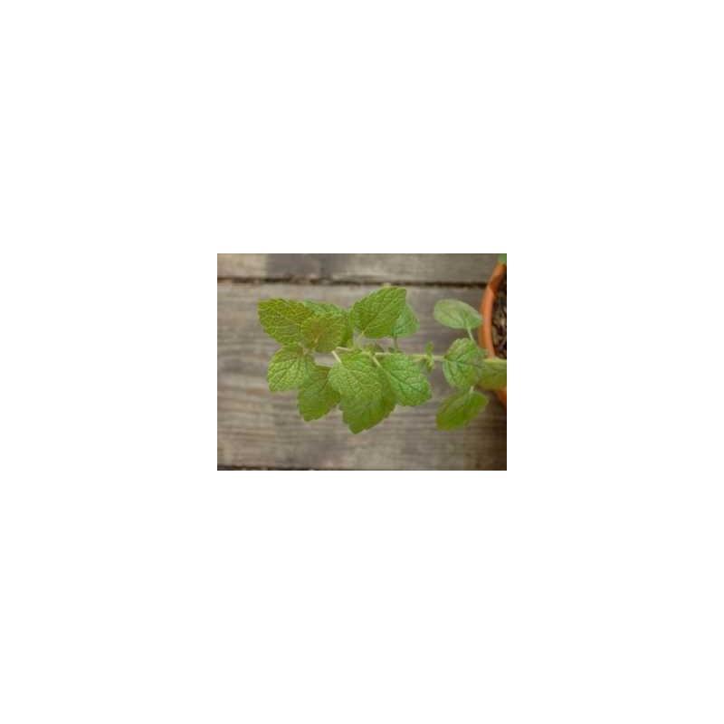 200 gélules MELISSE BIO AB dosées à 250 mg. thumbnail