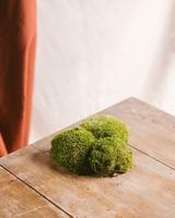 2 sachets de 3 mousses boules - Terrariums thumbnail