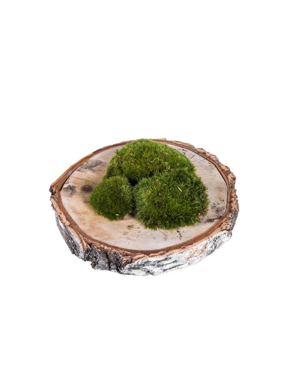 2 sachets de 3 mousses boules - Terrariums thumbnail