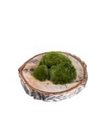 2 sachets de 3 mousses boules - Terrariums thumbnail