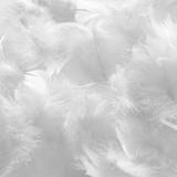 Oreiller Natura 65x65cm | Duvet & Plumes thumbnail