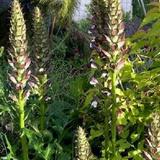 6 x Acanthe de Hongrie 'Hollande Du Nord' - godet 9cm x 9cm thumbnail