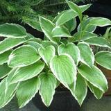6 x Hosta crispula - godet 9cm x 9cm thumbnail