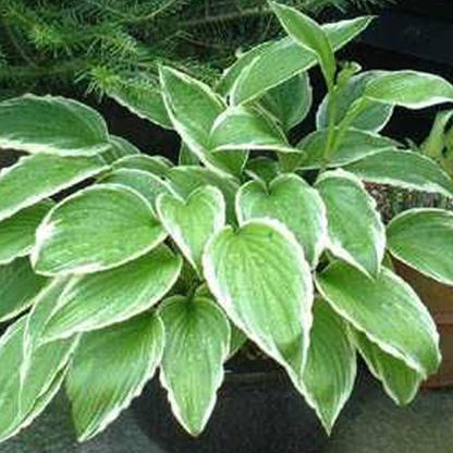 6 x Hosta crispula - godet 9cm x 9cm