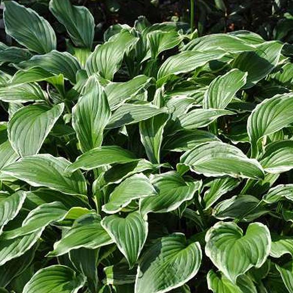 6 x Hosta crispula - godet 9cm x 9cm thumbnail