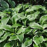 6 x Hosta crispula - godet 9cm x 9cm thumbnail