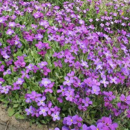 6 x Aubriète 'Whitewell Gem' - godet 9cm x 9cm