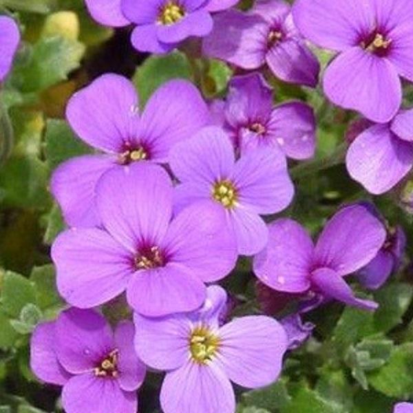6 x Aubriète 'Whitewell Gem' - godet 9cm x 9cm thumbnail