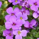 6 x Aubriète 'Whitewell Gem' - godet 9cm x 9cm thumbnail