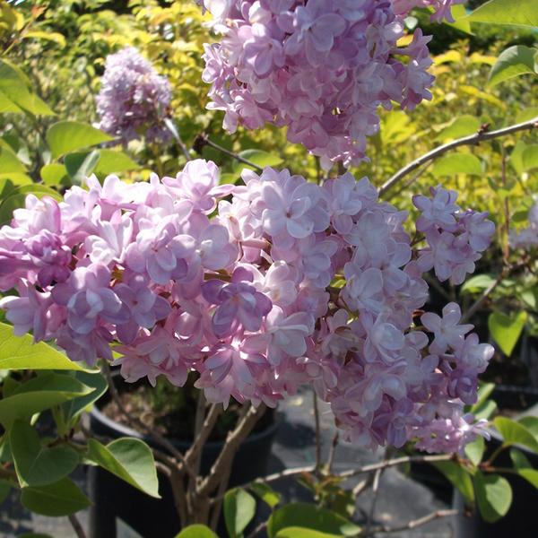 Lilas commun 'Katherine Havemeyer' - 40-60 cm pot thumbnail