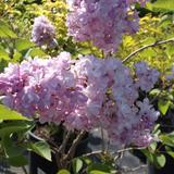 Lilas commun 'Katherine Havemeyer' - 40-60 cm pot thumbnail