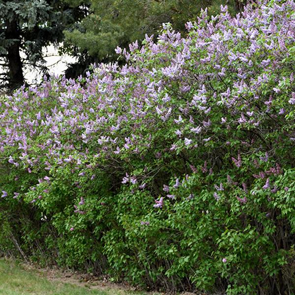 Lilas commun 'Katherine Havemeyer' - 40-60 cm pot thumbnail