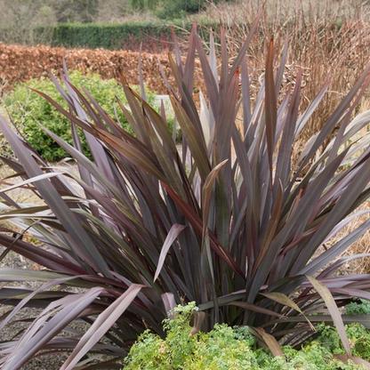Lin de Nouvelle-Zélande - 60-80 cm pot