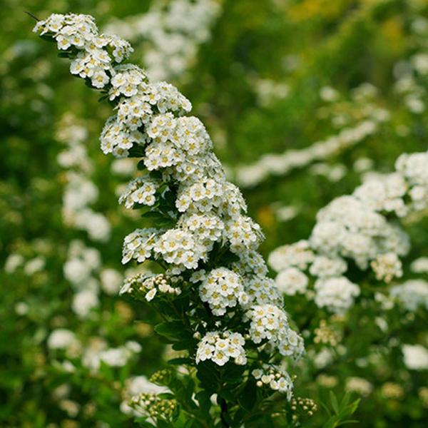 Spirée du Japon 'Snowmound' - 50-60 cm pot thumbnail