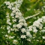Spirée du Japon 'Snowmound' - 50-60 cm pot thumbnail