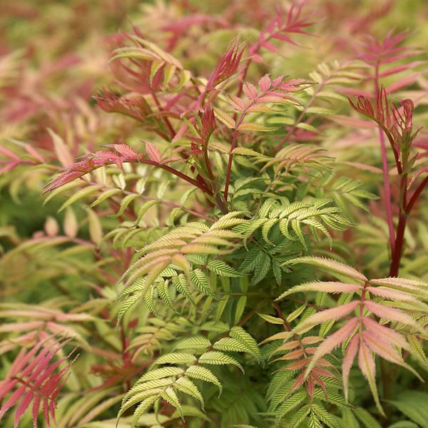 Sorbaria sorbifolia 'Sem' - 50-60 cm pot thumbnail