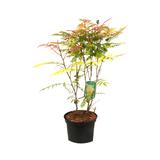 Sorbaria sorbifolia 'Sem' - 50-60 cm pot thumbnail