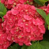 2 x Hortensia 'Leuchtfeuer' - 25-30 cm pot thumbnail
