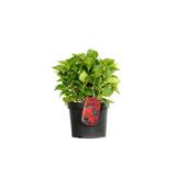 2 x Hortensia 'Leuchtfeuer' - 25-30 cm pot thumbnail