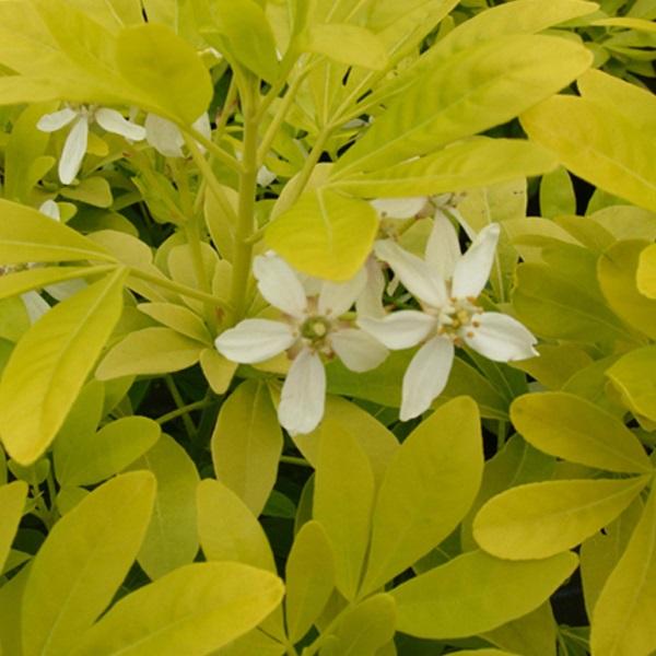Oranger du Mexique 'Sundance' - 50-60 cm pot thumbnail