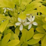 Oranger du Mexique 'Sundance' - 50-60 cm pot thumbnail