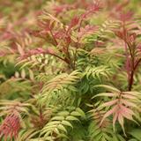 2 x Sorbaria sorbifolia 'Sem' - 30-40 cm pot thumbnail