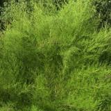 2 x Tamaris de printemps - 60-80 cm pot thumbnail
