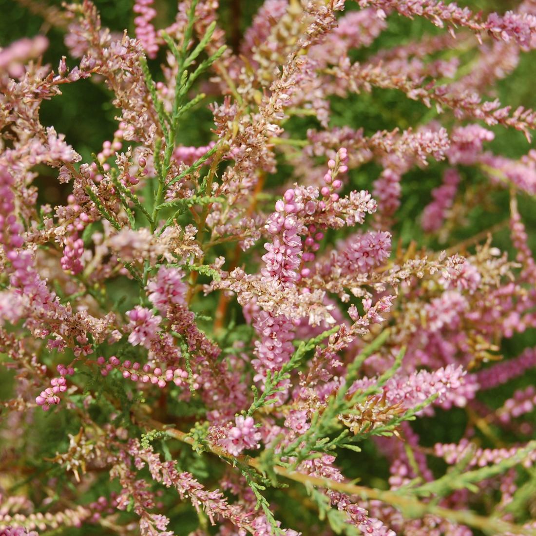 2 x Tamaris de printemps - 60-80 cm pot thumbnail
