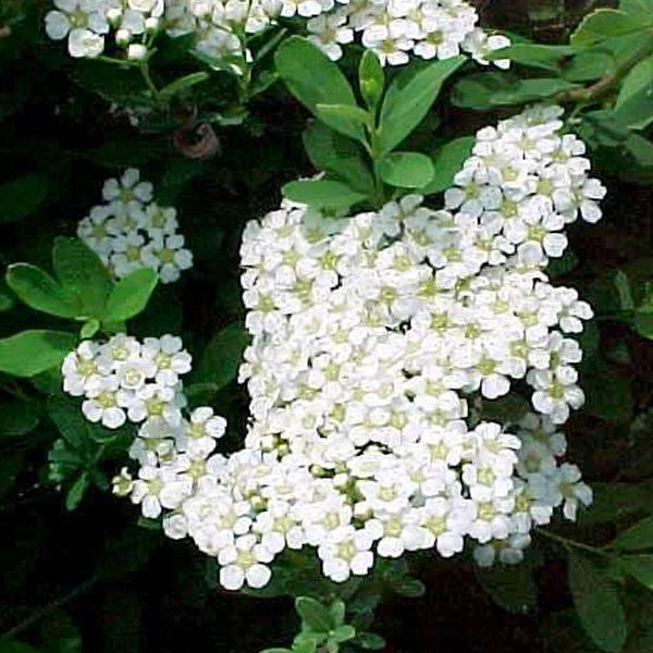 2 x Spirée du Japon 'Snowmound' - 30-40 cm pot thumbnail