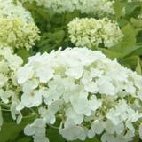 Hortensia de Virginie 'Annabelle' - 50-60 cm pot thumbnail