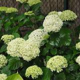 Hortensia de Virginie 'Annabelle' - 50-60 cm pot thumbnail