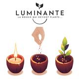 La bougie qui devient plante Pom'd'Amour 23h thumbnail