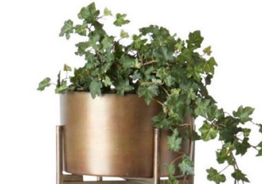 La bougie qui devient plante Pom'd'Amour 23h thumbnail