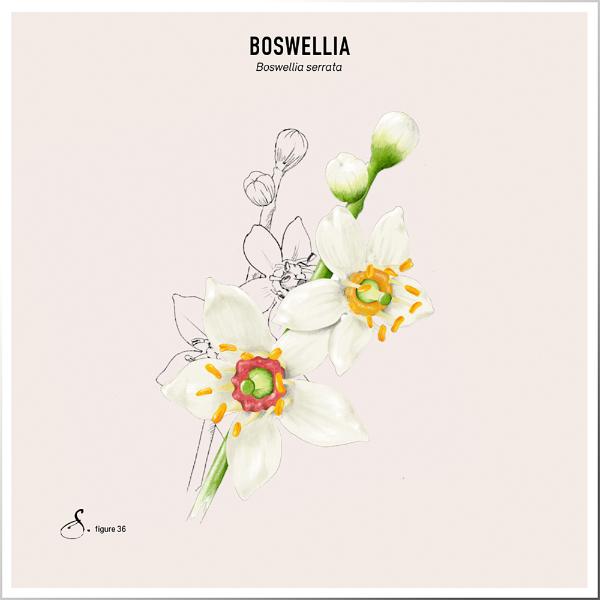 Digestol | Boswellia - Constipation thumbnail