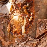 Digestol | Boswellia - Constipation thumbnail