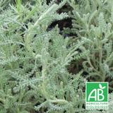 Santoline grise BIO - Godet - 5/20 cm thumbnail