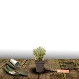 Santoline grise BIO - Godet - 5/20 cm thumbnail