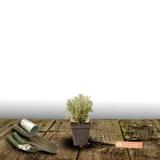 Santoline grise BIO - Godet - 5/20 cm thumbnail