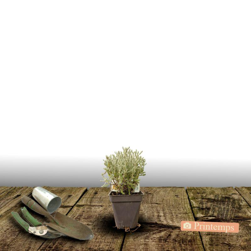 Santoline grise BIO - Godet - 5/20 cm thumbnail