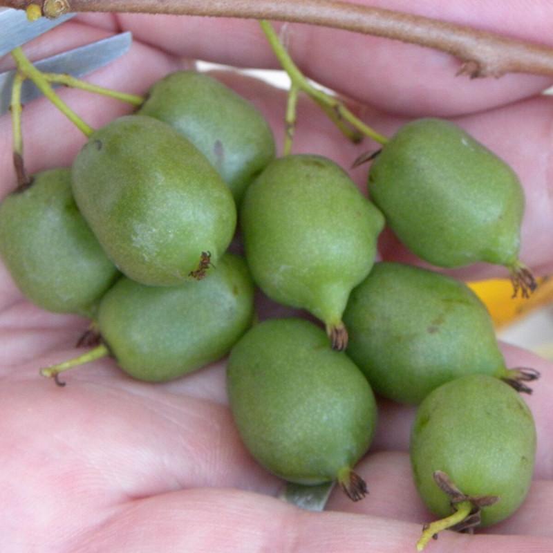Kiwi de Sibérie arguta Issaï (Autofertile) - Pot de 6L - Tipi ba