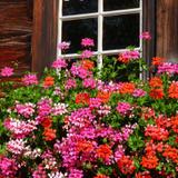 Geranium lierre simple varié - Pot de 2L thumbnail