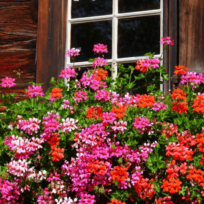 Geranium lierre simple varié - Pot de 2L thumbnail