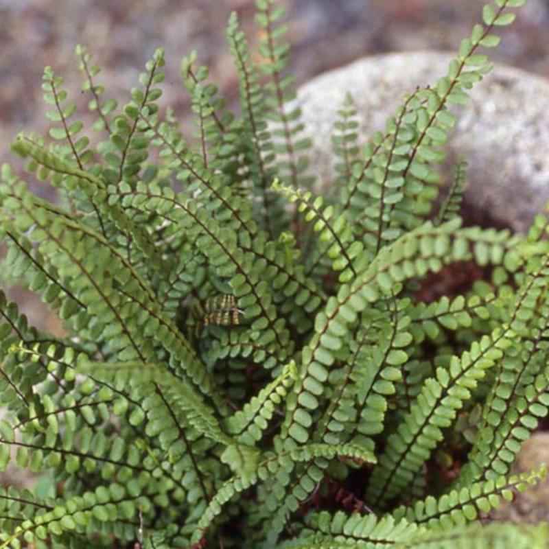Capillaire des murailles trichomanes - Godet - 5/20 cm