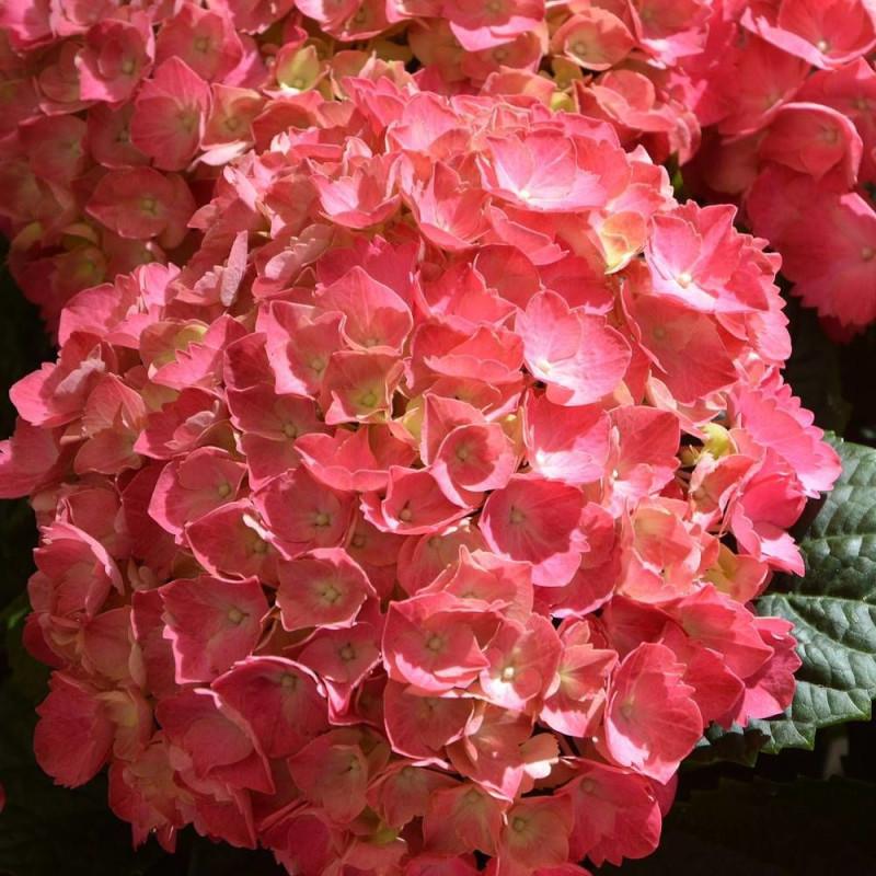 Hortensia macrophylla Rouge - Pot de 4L - 40/60 cm thumbnail